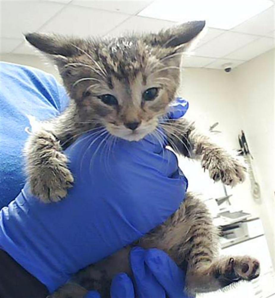 Shelter Stray Female Cat last seen Near BLOCK NORTH CAROLINA HIGHWAY 87 S, FAYETTEVILLE NC 28306, Fayetteville, NC 28306