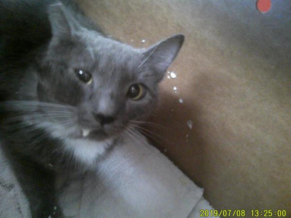 Shelter Stray Female Cat last seen Near BLOCK SWEETWATER WAY, Chula Vista, CA 91911