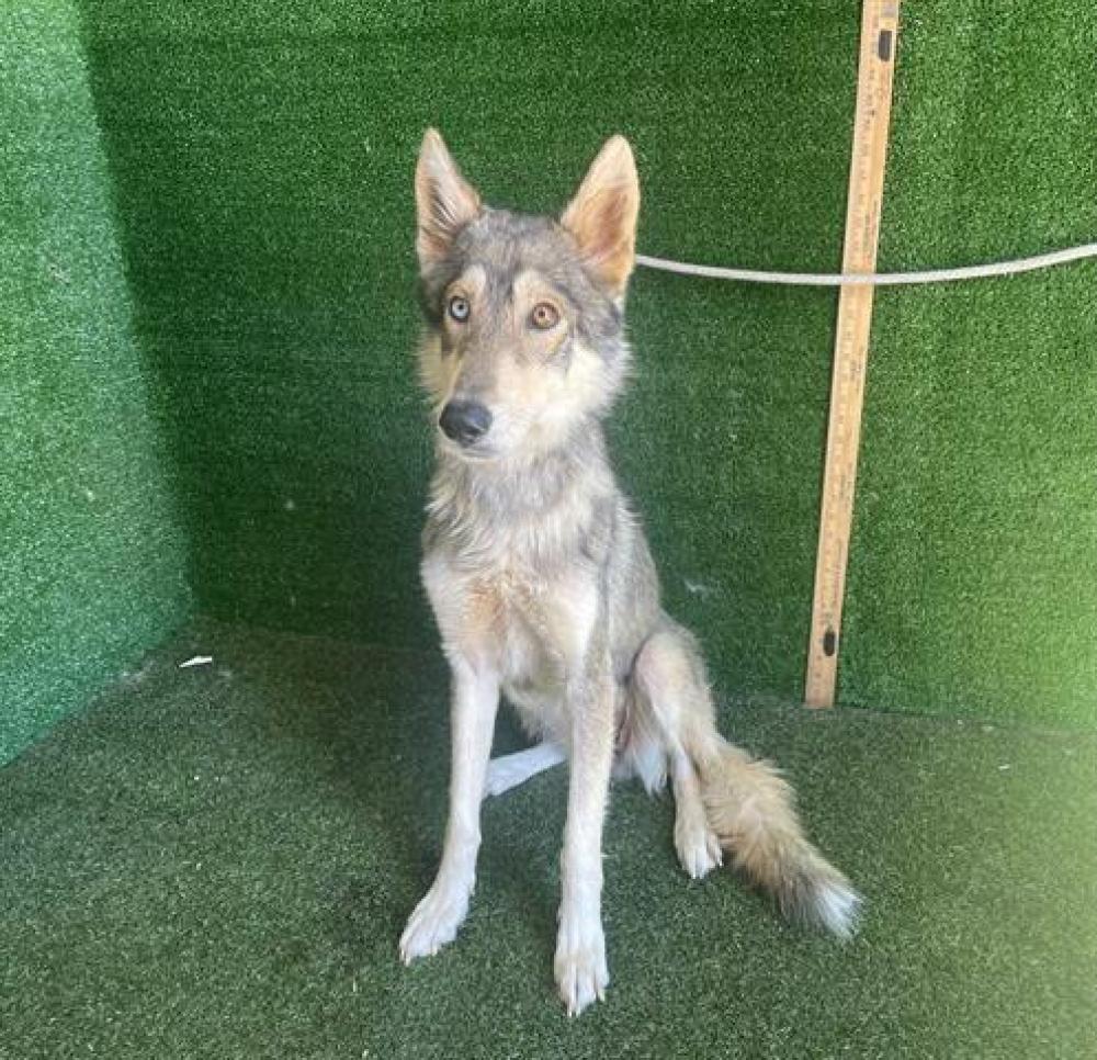 Shelter Stray Female Dog last seen , Quartz Hill, CA 93536