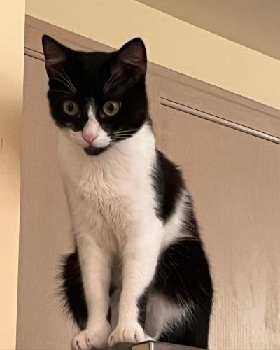Lost Female Cat last seen Neelsville Church Rd and Shakespeare Blvd, Germantown, MD 20876