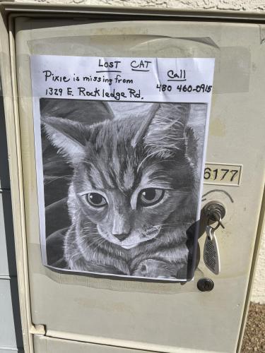 Lost Female Cat last seen Desert Foothills/Chandler , Phoenix, AZ 85048