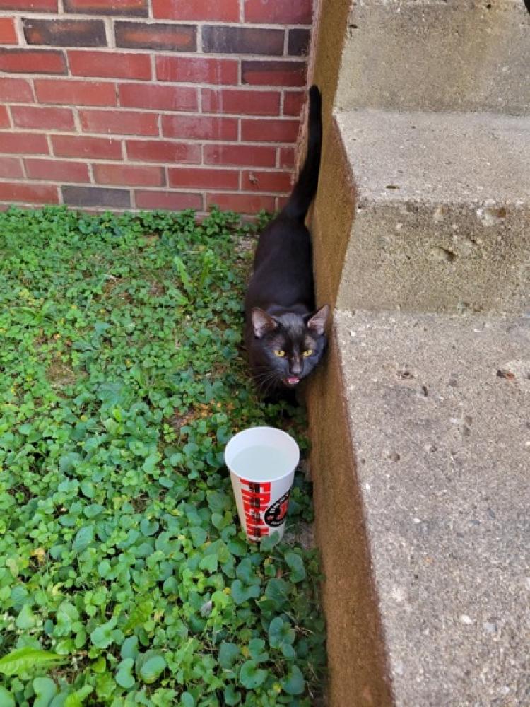 Shelter Stray Unknown Cat last seen ,  , Fishers, IN 46038