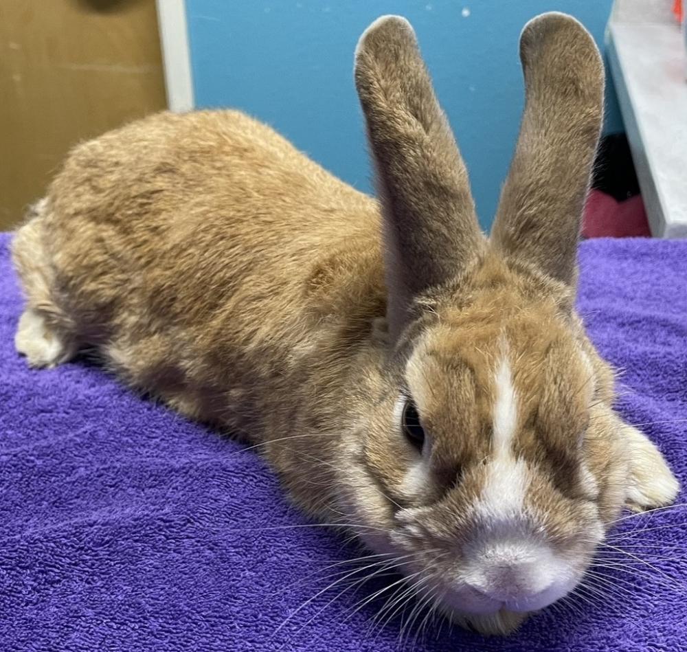 Shelter Stray Male Rabbit last seen Near Diaz Glen, Escondido, CA, 92027, San Diego, CA 92110
