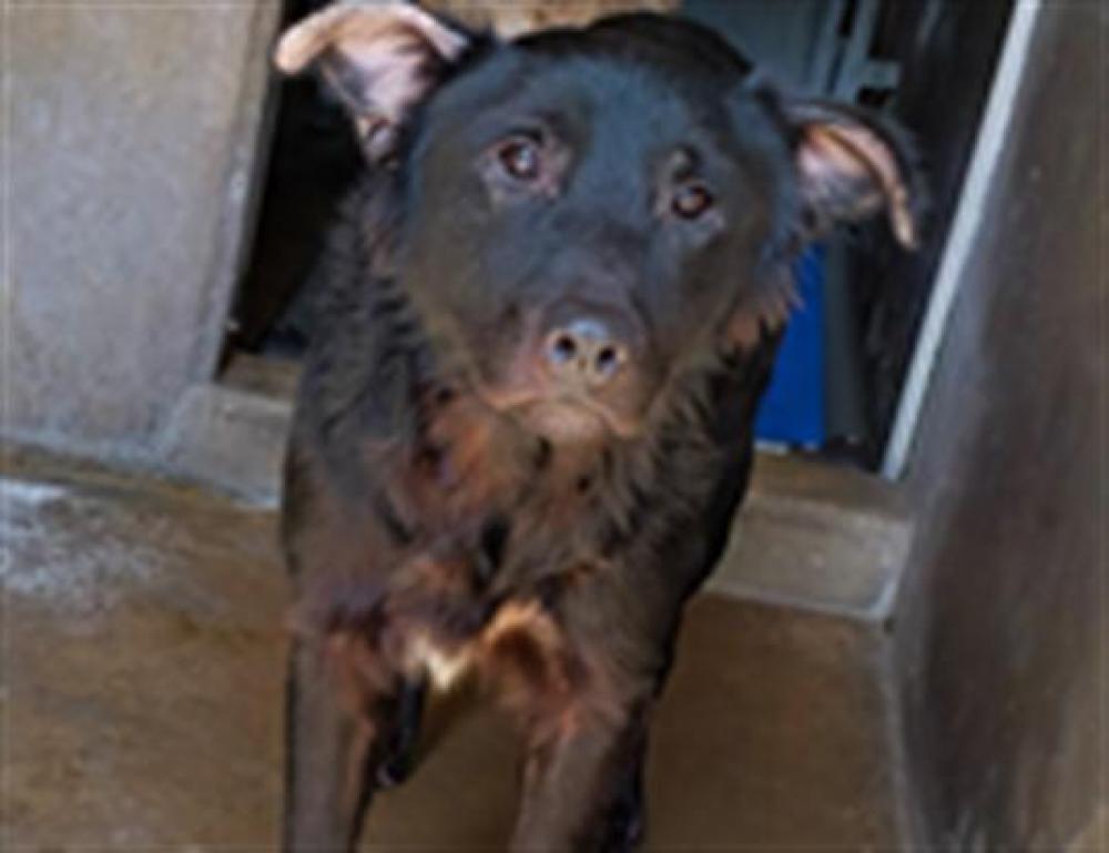 Shelter Stray Male Dog last seen E 2ND ST, Chula Vista, CA 91911