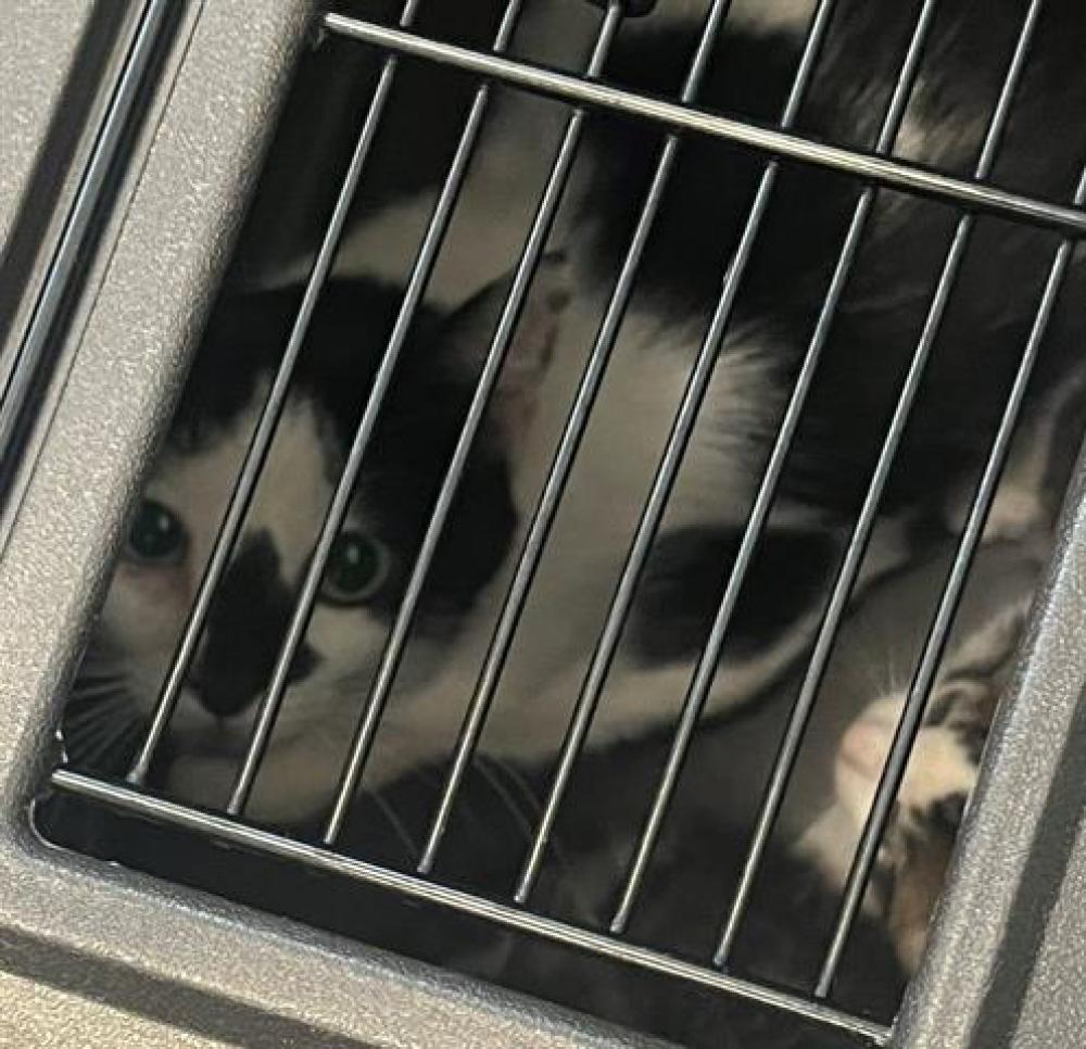 Shelter Stray Female Cat last seen Near BLOCK S 5530, West Valley City, UT 84120