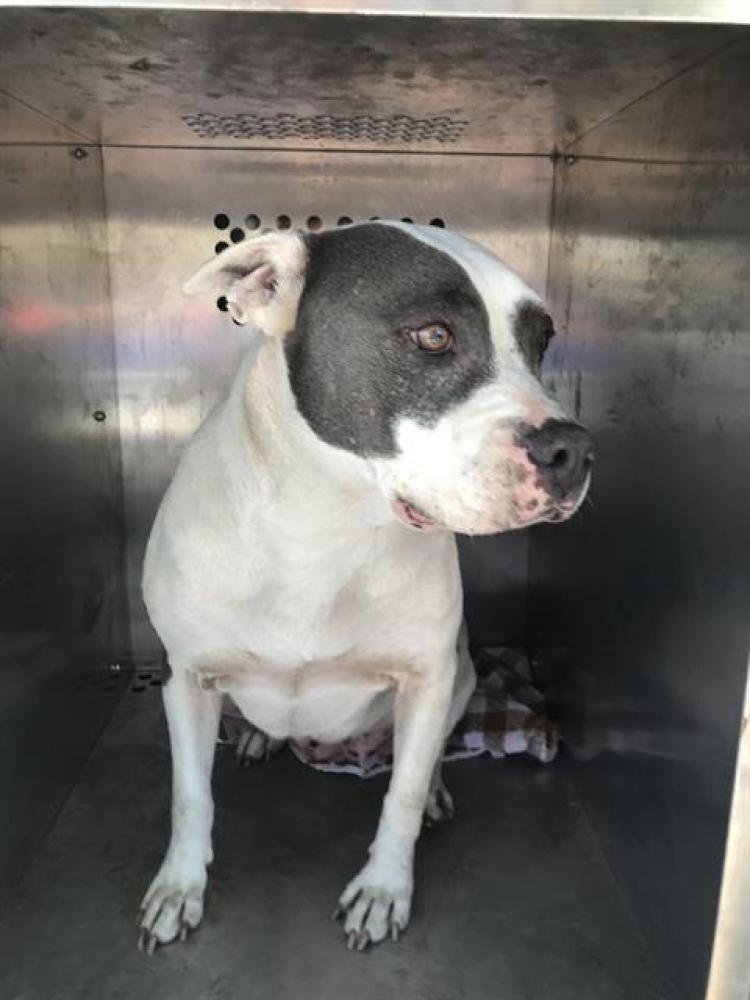 Shelter Stray Female Dog last seen FREEPORT BLVD & MEADOWVIEW RD, Sacramento, CA 95818