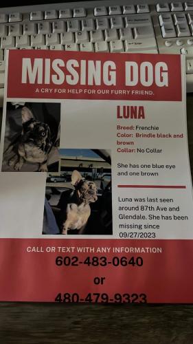 Lost Female Dog last seen 87th Ave and Glendale Ave, Glendale, AZ 85305