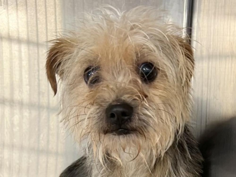 Shelter Stray Male Dog last seen Round Rock, TX 78664, Georgetown, TX 78626