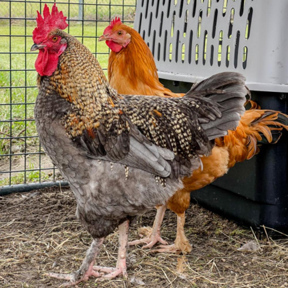 Shelter Stray Male Chicken last seen New Bern, NC 28562, New Bern, NC 28562