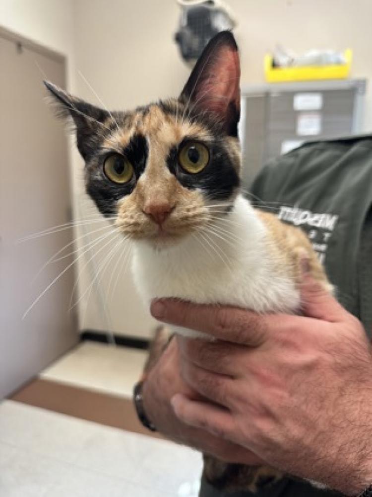 Shelter Stray Female Cat last seen Near Gross Rd. Abandoned at shelter, 75149, , Mesquite, TX 75149