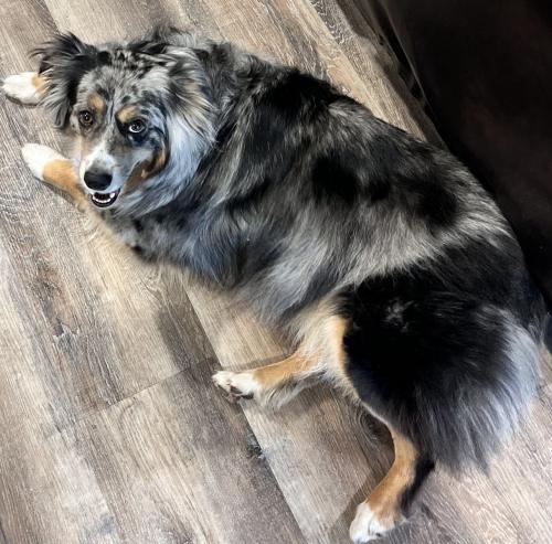 Lost Female Dog last seen Manning Ave South & Valley Creek Road, Woodbury, MN 55129