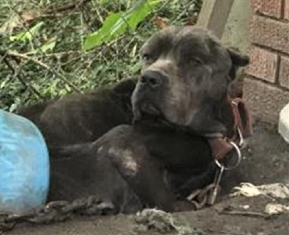 Shelter Stray Male Dog last seen Near BLOCK WARD ST, DETROIT, MI, Detroit, MI 48211