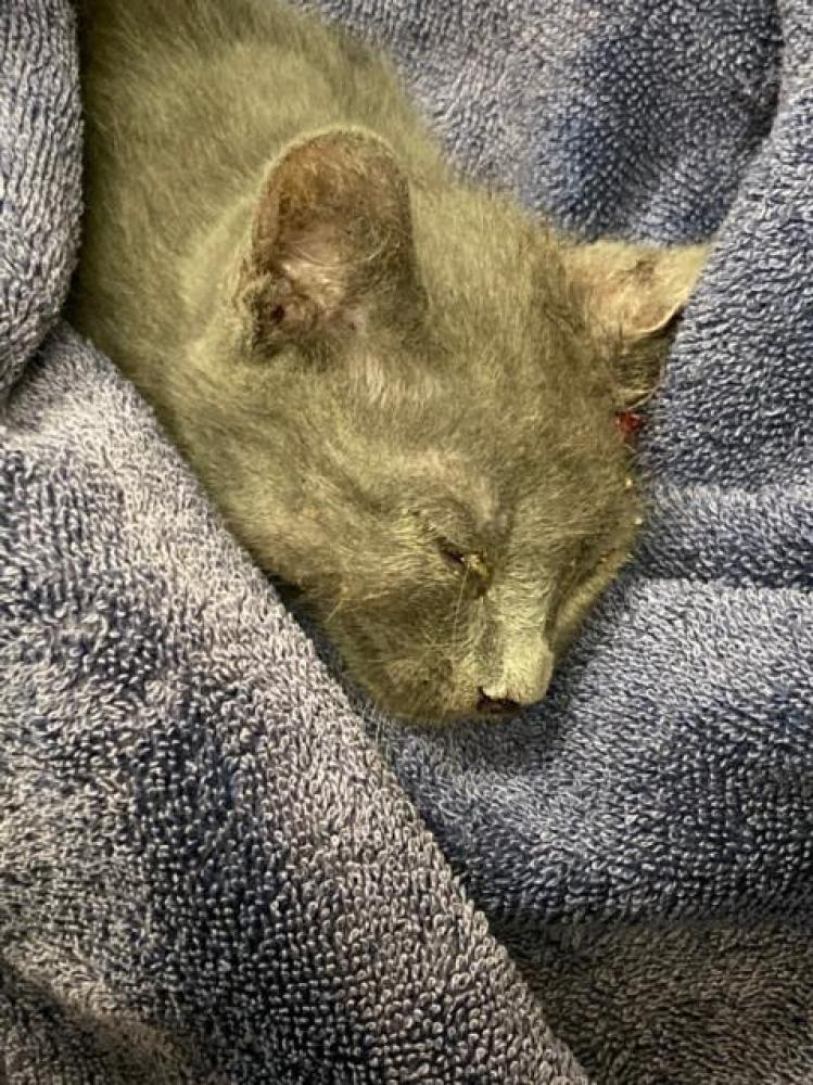Shelter Stray Male Cat last seen Near BLOCK BUTTON BEND ROAD, Austin, TX 78702