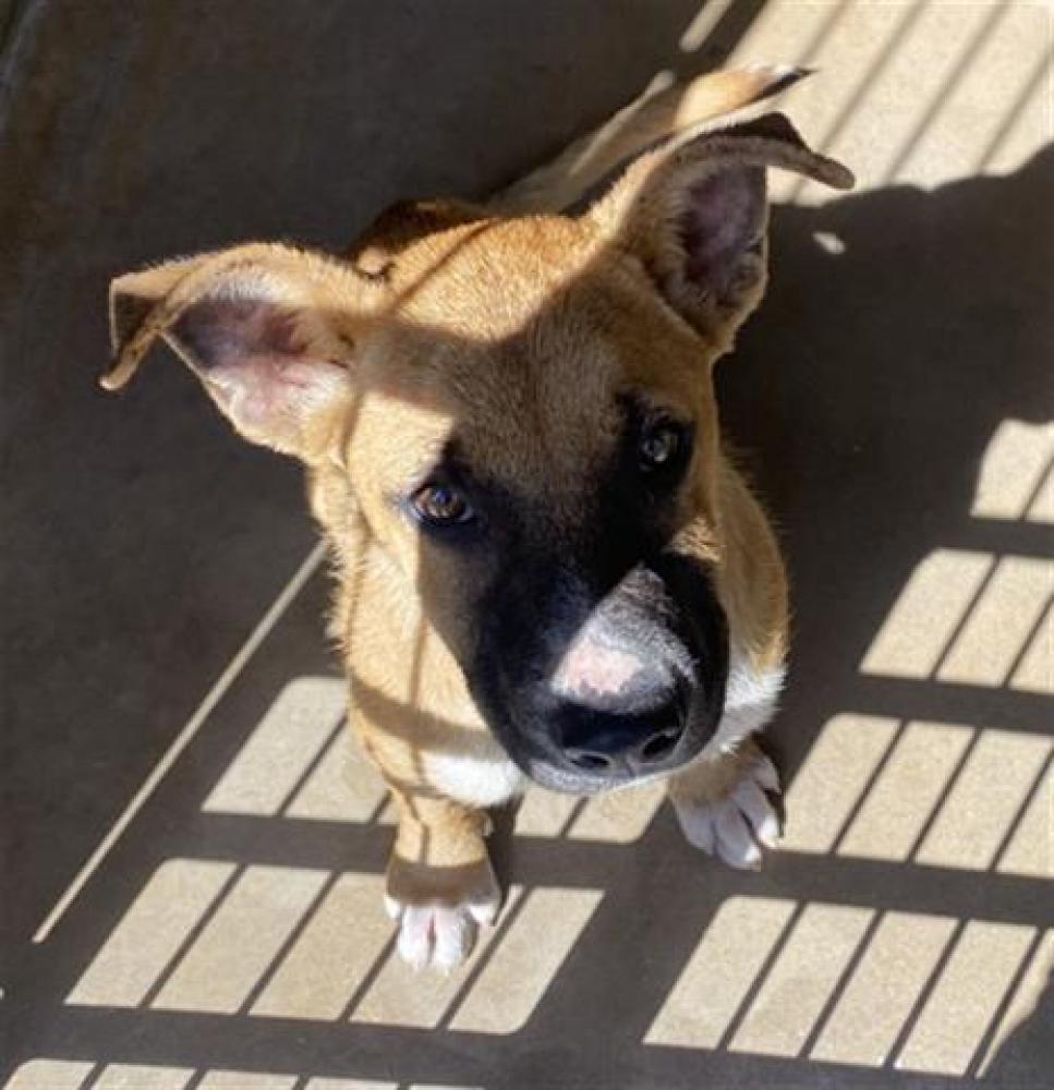 Shelter Stray Female Dog last seen 4TH ST AND MANKATO ST, Chula Vista, CA 91911
