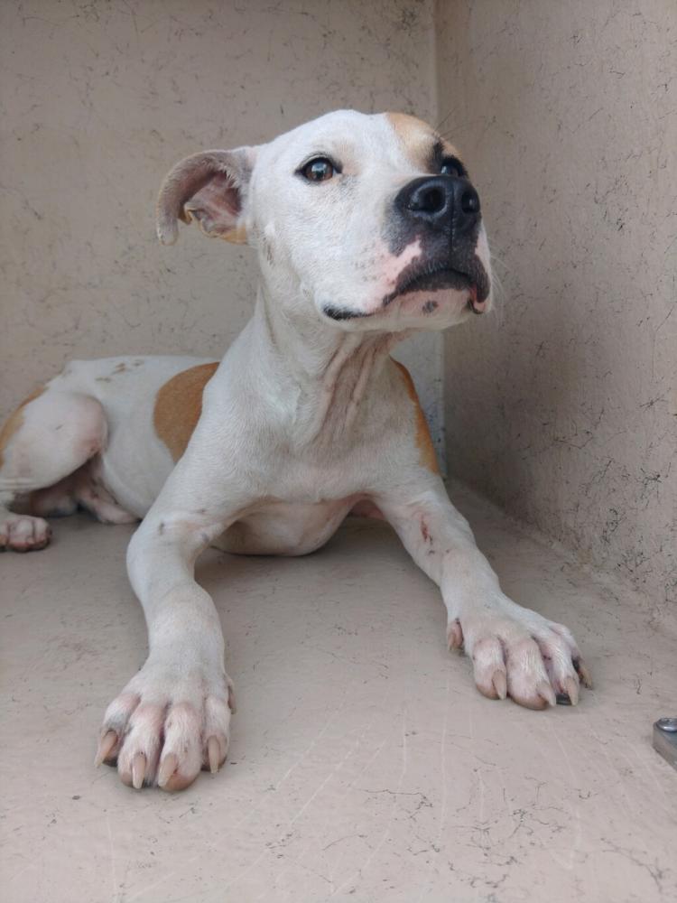 Shelter Stray Male Dog last seen Near Town Homes Drive, LAFAYETTE, LA, 70501, Lafayette, LA 70507