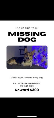 Lost Male Dog last seen East hialeah, Miami, FL 33147