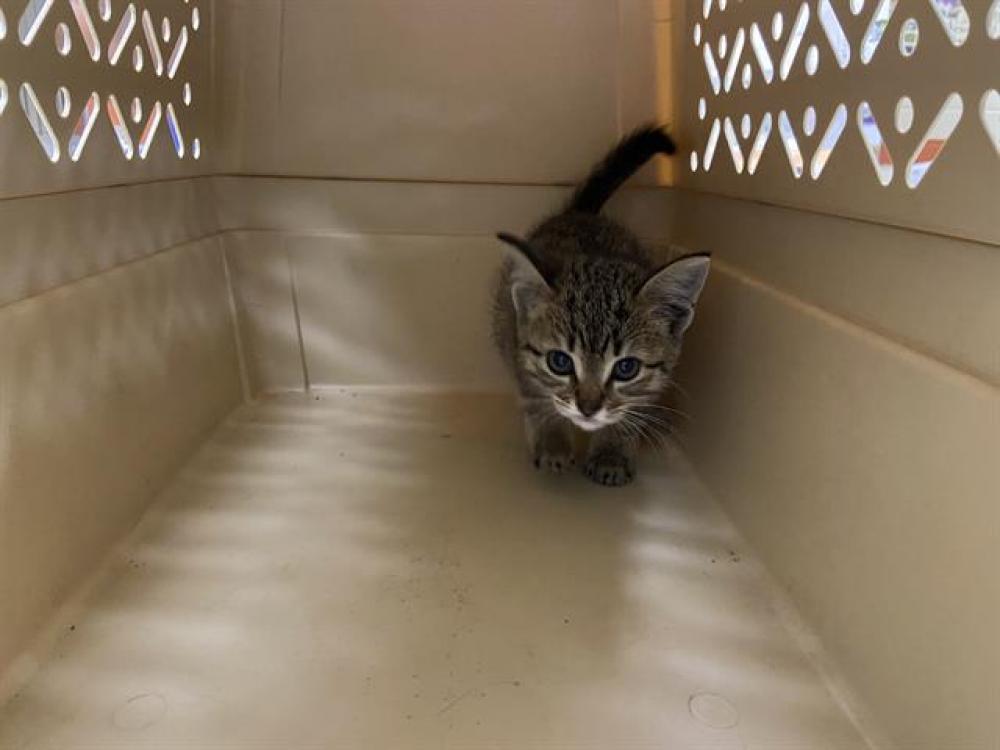 Shelter Stray Unknown Cat last seen Near BLOCK W SCOTT ST, West Milwaukee, WI 53215
