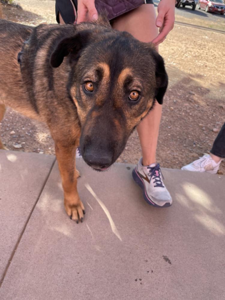 Shelter Stray Male Dog last seen El Paso, TX 79912, Fort Bliss, TX 79906