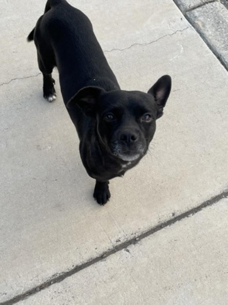 Shelter Stray Male Dog last seen San Antonio, TX , San Antonio, TX 78229