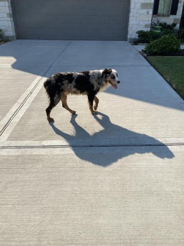 Found/Stray Unknown Dog last seen Mirmont Glen, Montgomery County, TX 77354