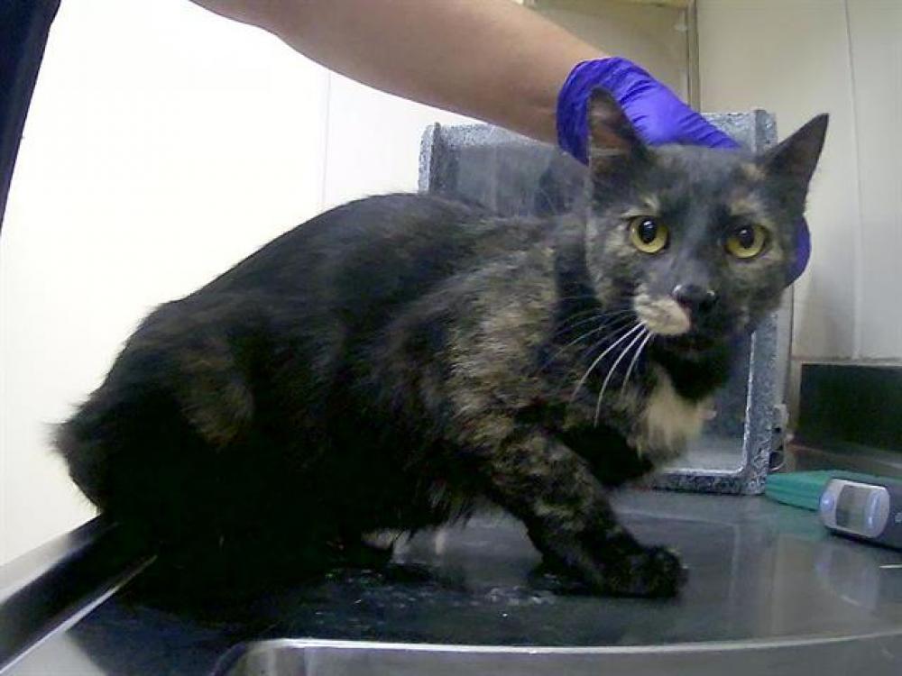 Shelter Stray Female Cat last seen Near BLOCK MORRILL AVE, RENO NV 89512, Reno, NV 89502