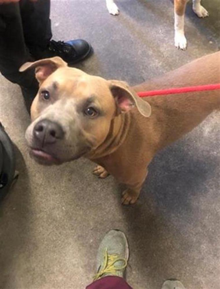 Shelter Stray Male Dog last seen SAN JOSE WAY AT 7TH AVE, Sacramento, CA 95818