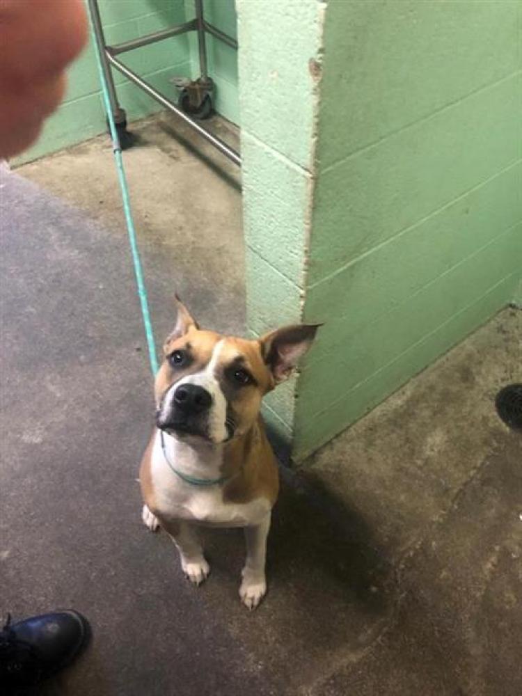 Shelter Stray Female Dog last seen SAN JOSE WAY AT 7TH AVE, Sacramento, CA 95818