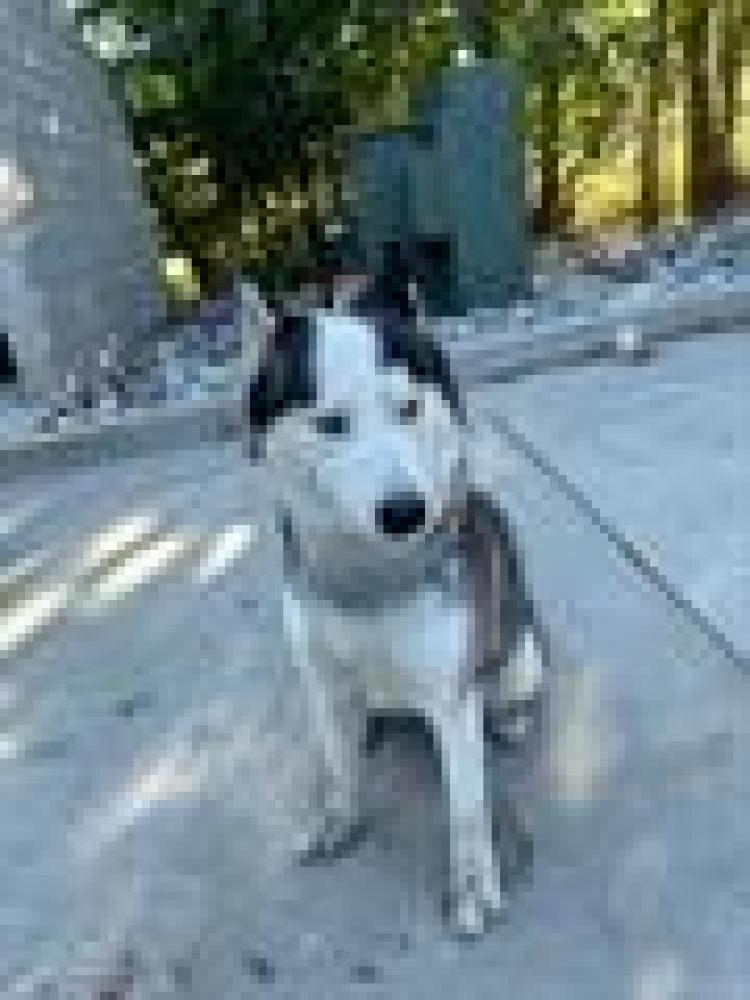 Shelter Stray Male Dog last seen Near BLOCK W 5400 S, TAYLORSVILLE UT 84123, West Valley City, UT 84120