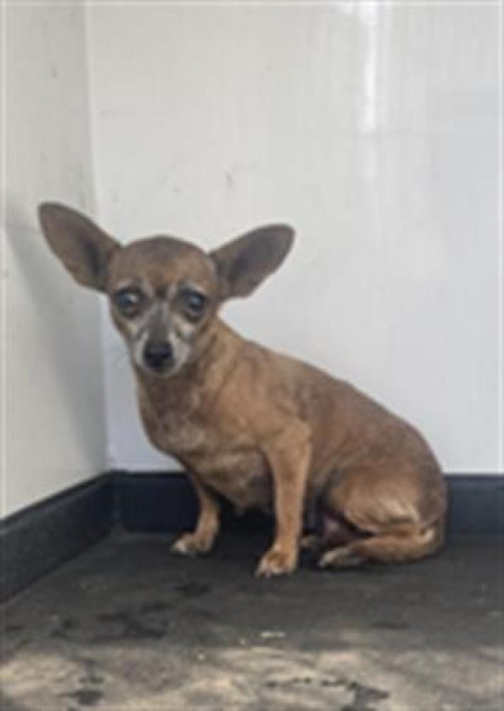 Shelter Stray Female Dog last seen Near BLK FORREST, BAKERSFIELD, CA, Bakersfield, CA 93307