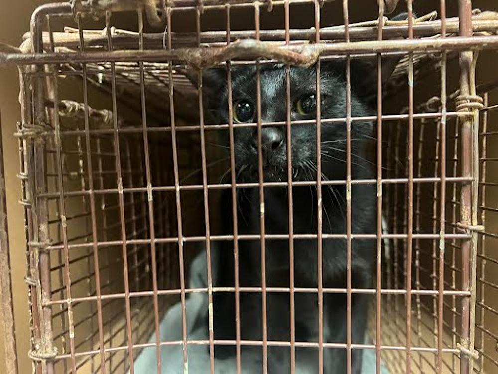 Shelter Stray Female Cat last seen Near BLOCK OAK SPRINGS DRIVE, Austin, TX 78702