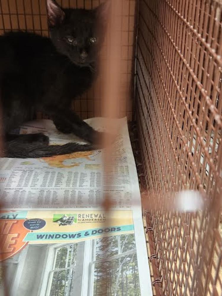 Shelter Stray Unknown Cat last seen BOYER BLVD AND MEARNS MEADOW, Austin, TX 78702