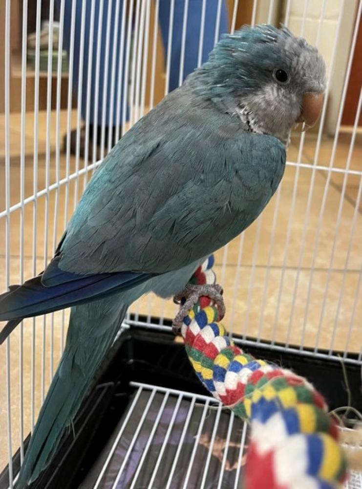 Shelter Stray Unknown Monk parakeet (quaker parrot) last seen Annandale, VA, 22003, Gaylord Dr, Fairfax County, VA, Fairfax, VA 22032