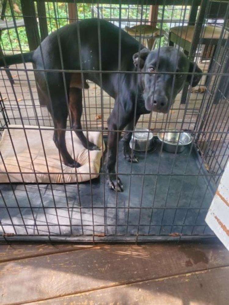 Shelter Stray Male Dog last seen Wildginger Run & Cleveland Rd  Stonecrest GA 30038, 30088, GA, Chamblee, GA 30341