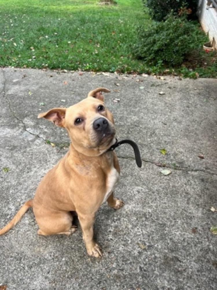 Shelter Stray Male Dog last seen Near Columbia Ct, 30340, GA, Chamblee, GA 30341