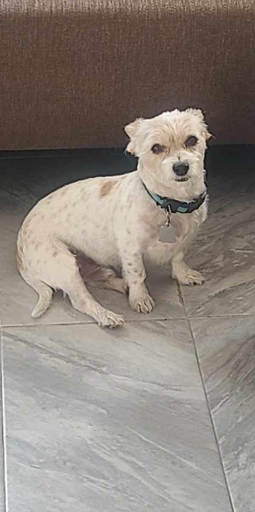 Shelter Stray Male Dog last seen El Paso, TX , Fort Bliss, TX 79906