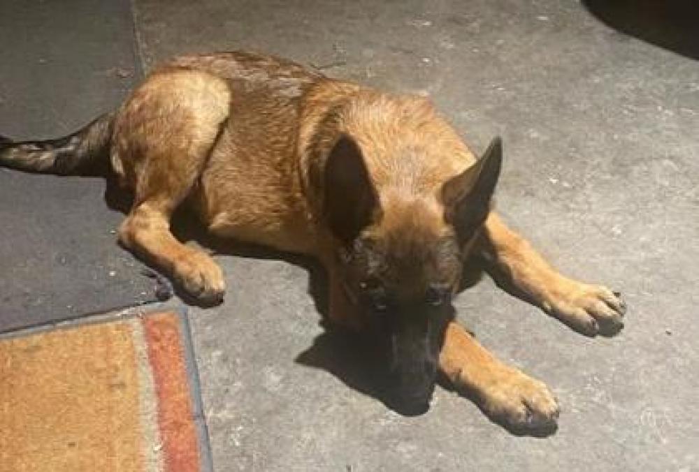 Shelter Stray Male Dog last seen W Shaw Ave & N Golden State Blvd, Fresno Zone Fresno City A 93722, CA, Fresno, CA 93706