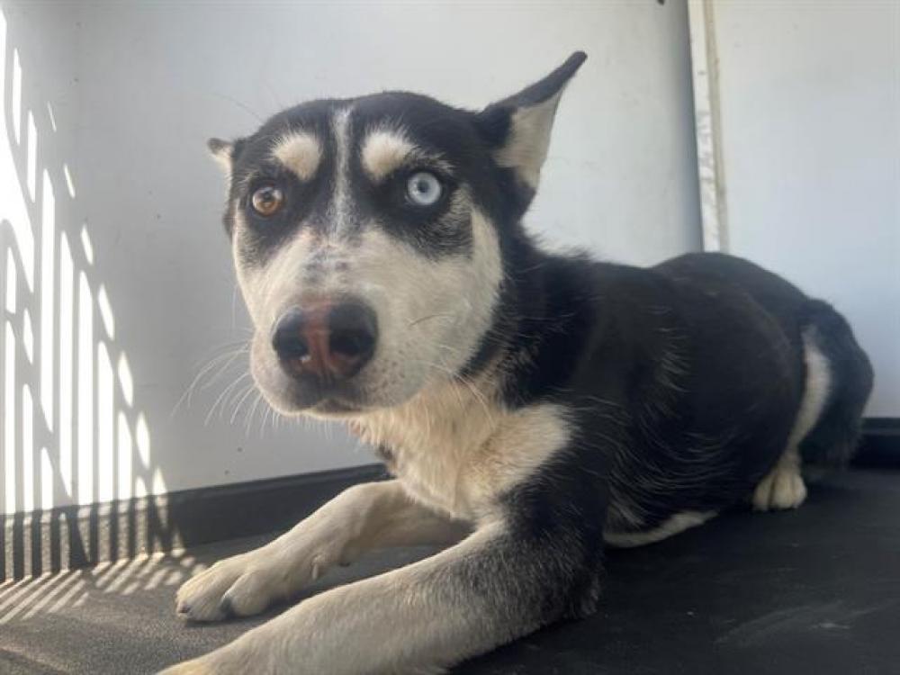 Shelter Stray Female Dog last seen Near BLK E PANAMA LN, BAKERSFIELD, CA, Bakersfield, CA 93307