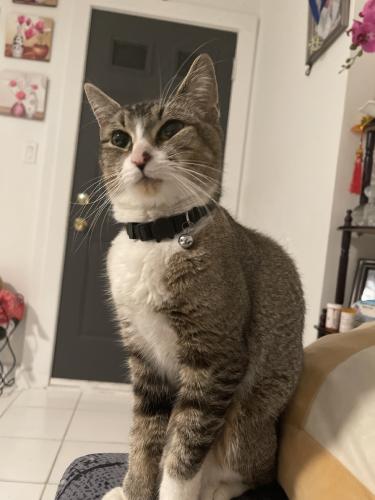 Lost Female Cat last seen Between 89th and 88th was last seen, Queens, NY 11369
