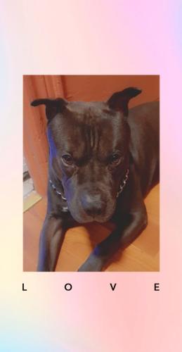 Lost Male Dog last seen Near n belnord ave, Baltimore, MD 21205