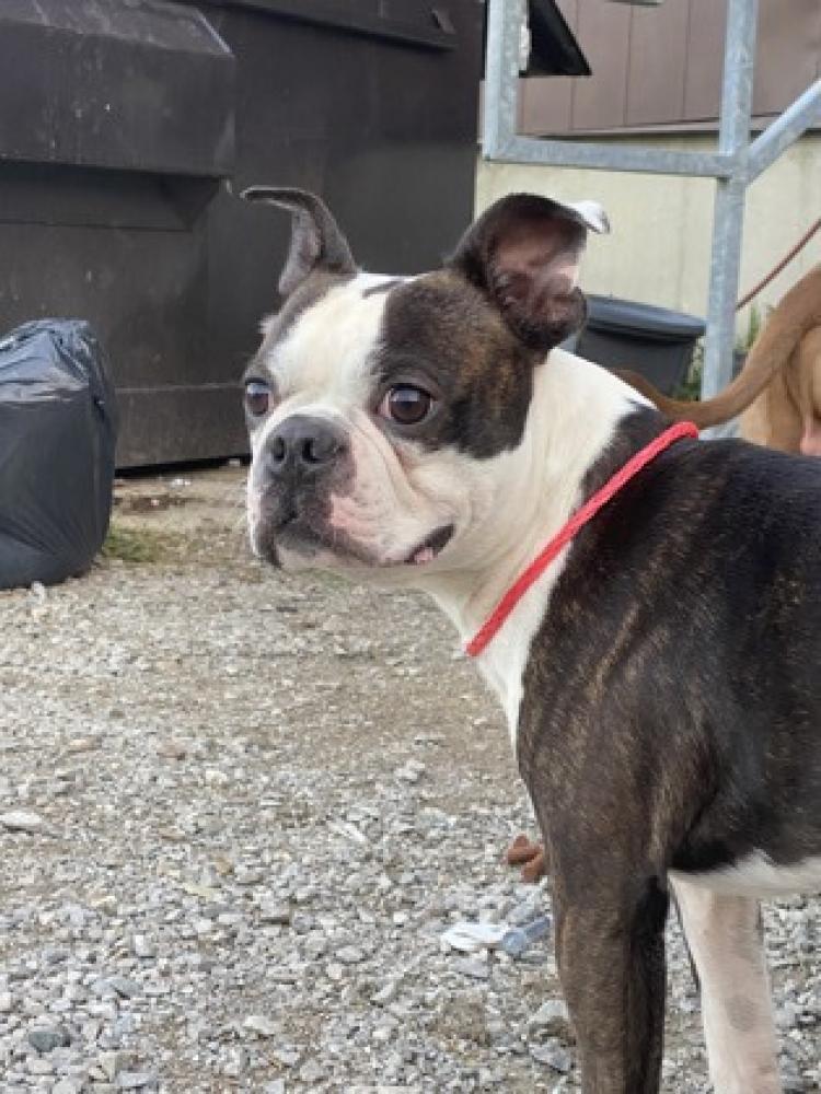 Shelter Stray Male Dog last seen Pleasant Run, OH 45251, Cincinnati, OH 45223