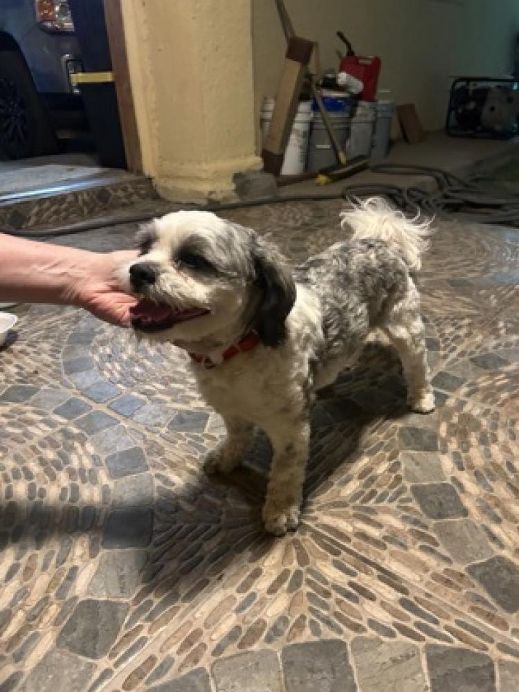 Shelter Stray Male Dog last seen El Paso, TX 79907, Fort Bliss, TX 79906