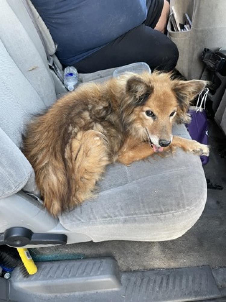 Shelter Stray Female Dog last seen El Paso, TX 79930, Fort Bliss, TX 79906