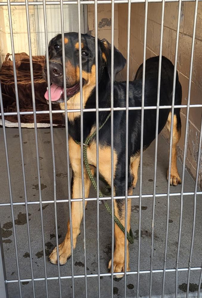 Shelter Stray Male Dog last seen Mesa Drive, Oceanside, CA, 92054, San Diego, CA 92110