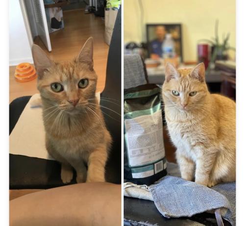 Lost Female Cat last seen Near & Emerald Ave , halsted , Chicago, IL 60609