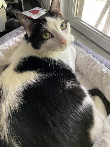 Lost Male Cat last seen 153rd and Durbin Street, Crown Point, IN, Crown Point, IN 46307