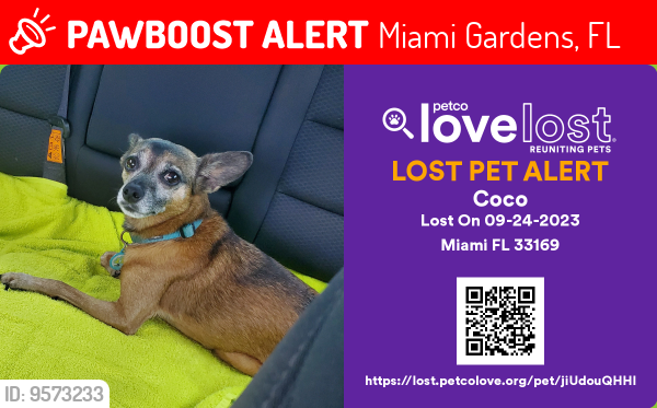 Lost Female Dog last seen 192nd street & nw 14th ave, Miami Gardens, FL 33169