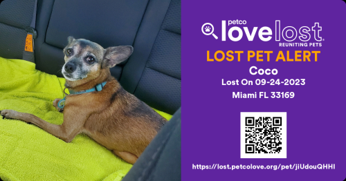 Lost Female Dog last seen 183rd st nw, Miami Gardens, FL 33169