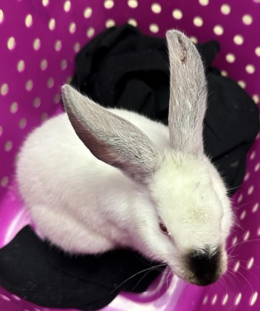 Shelter Stray Male Rabbit last seen Oakland, CA 94619, Oakland, CA 94601