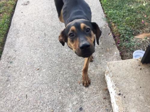 Found/Stray Unknown Dog last seen Arden apmt Complex, Houston, TX 77090