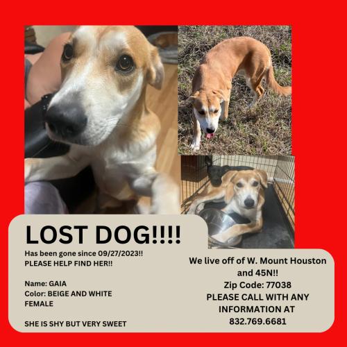Lost Female Dog last seen Turney Dr & Blue Bell, Houston, TX 77038